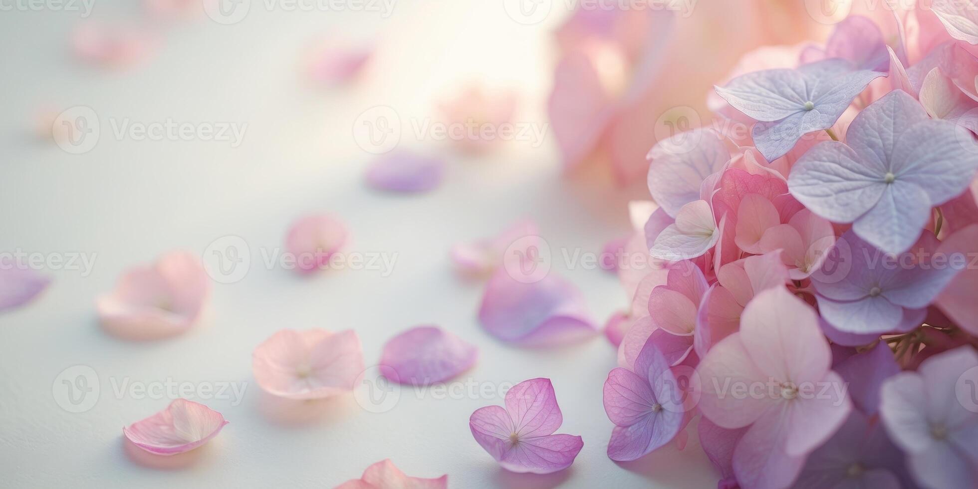 Pink and purple hydrangea petals background. photo