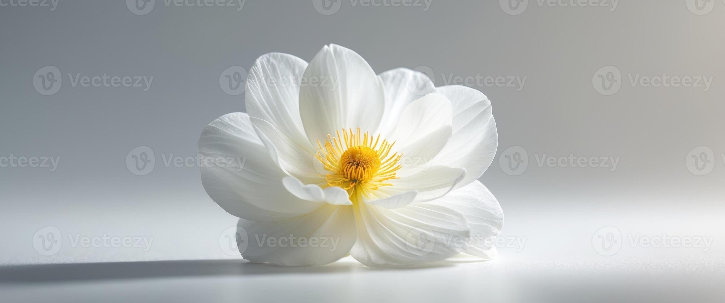 a close up of a white flower with a yellow center photo