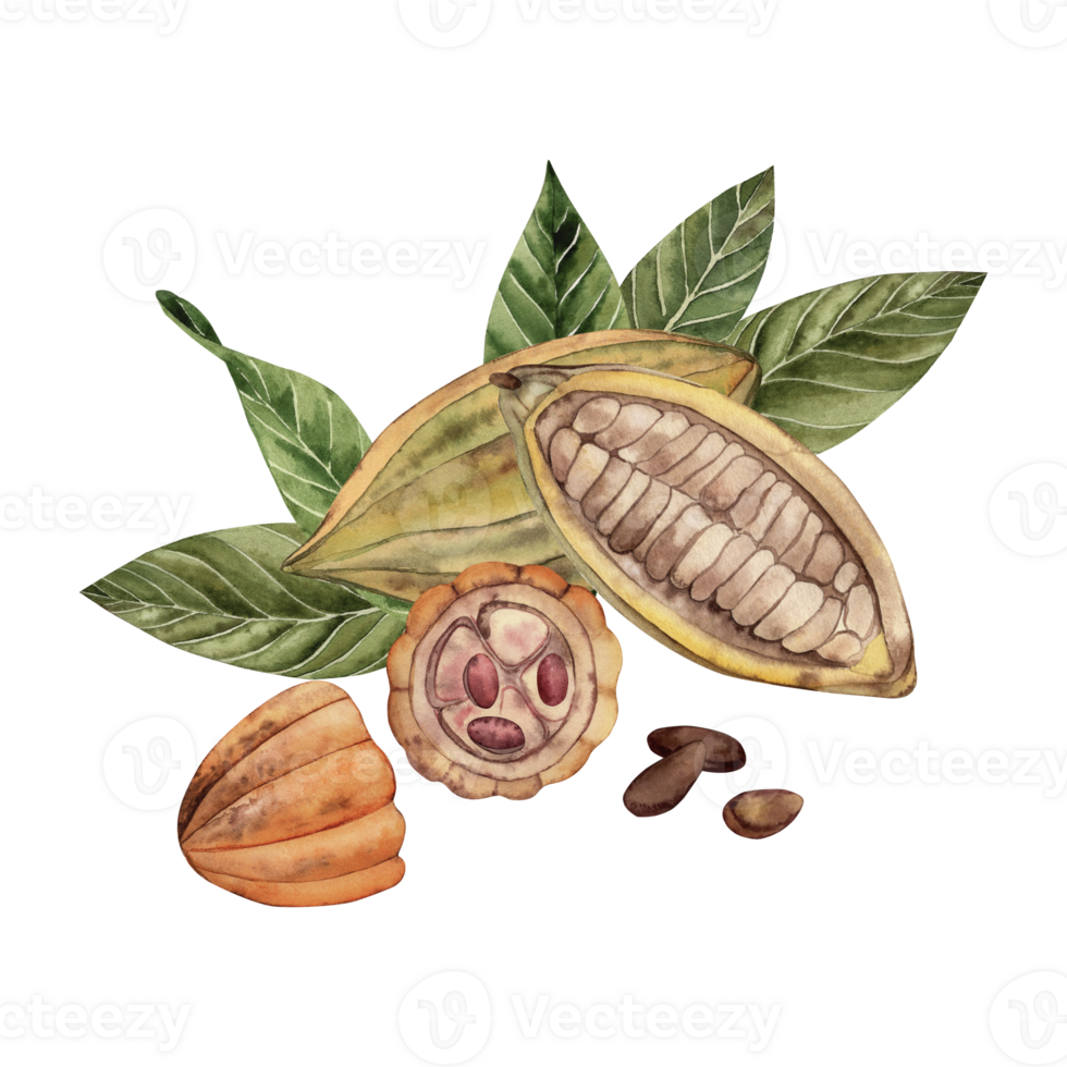 Detailed watercolor illustration of cocoa fruits, open pods with beans and green leaves. Natural shades of brown, green and orange. For chocolate packaging, coffee brands, confectionery, textiles. png