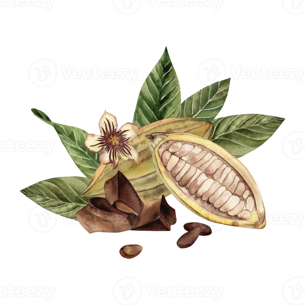 Watercolor illustration of an open cocoa fruit with beans, green leaves, cocoa flower and chocolate pieces. Shades of brown and green. High quality image for print and digital projects. png