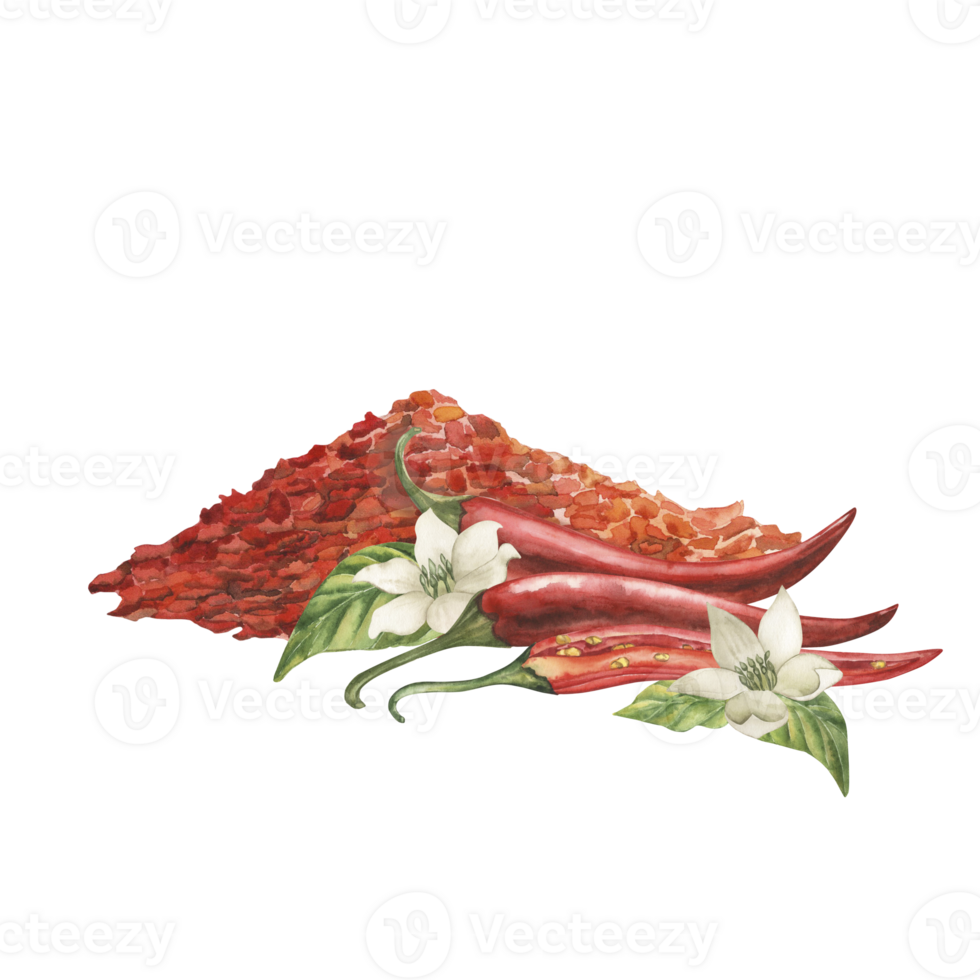 A pile of red chili pepper flakes, with fruits, pods, flowers, leaves. Hand-drawn watercolor illustration in botanical style. For packaging design, menu, cafe interior, logo, food trucks, souvenirs. png