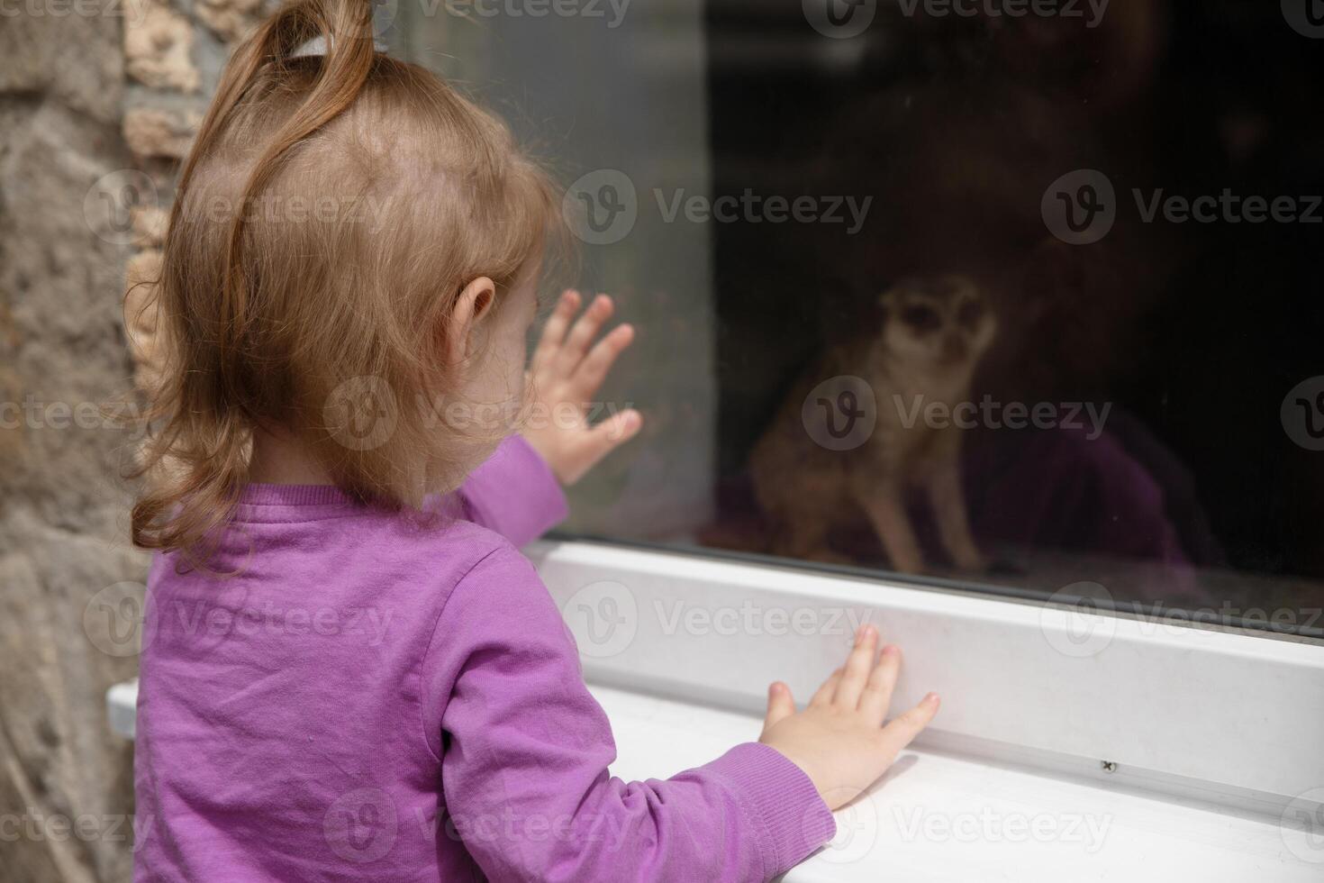 little girl looking at meerkat photo