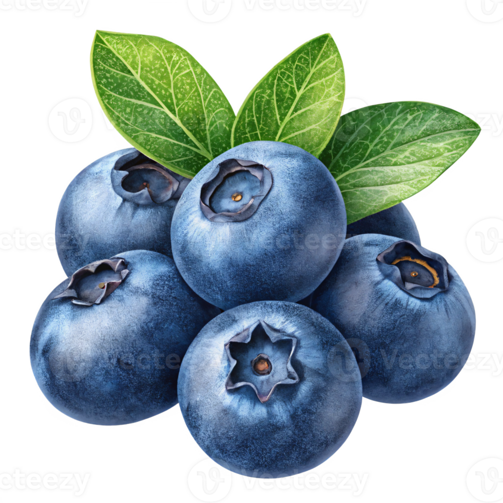 A cluster of blueberries with a dark blue, matte surface and a natural bloom. png