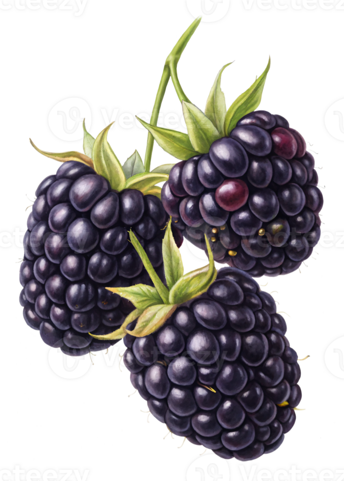 A cluster of blackberries with a deep purple-black hue and a glossy sheen. png