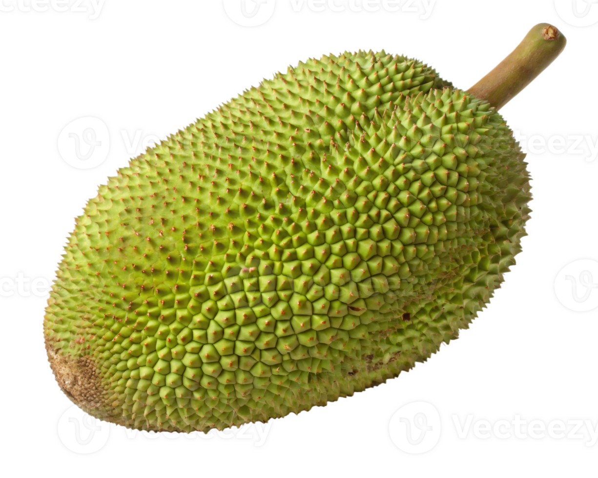 A large, spiky green jackfruit with a textured, matte skin and a fresh, tropical appearance. png