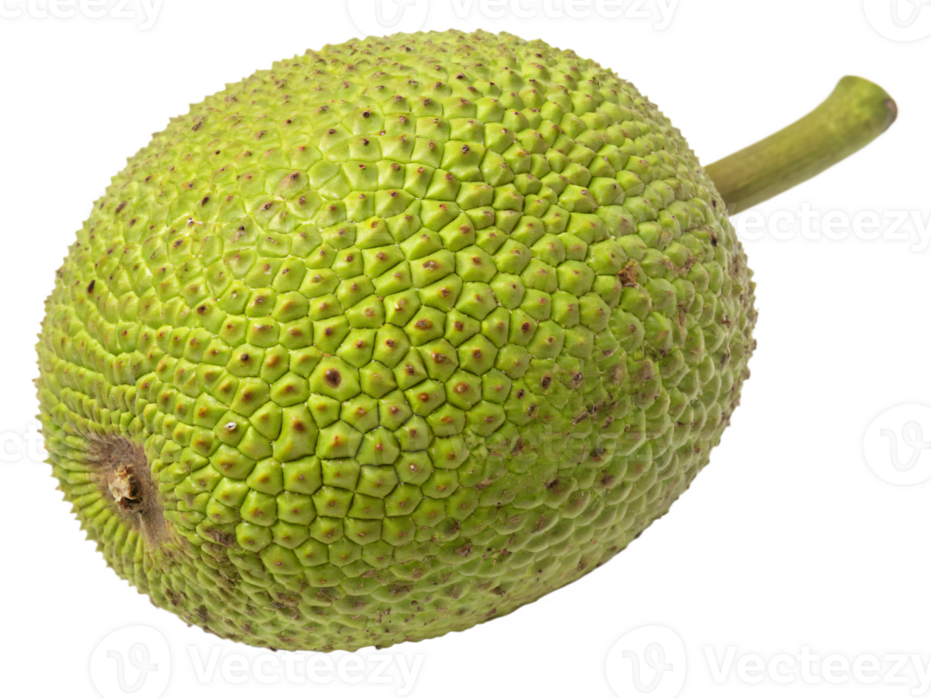 A large, round breadfruit with a bumpy, green skin and a starchy, fresh appearance. png