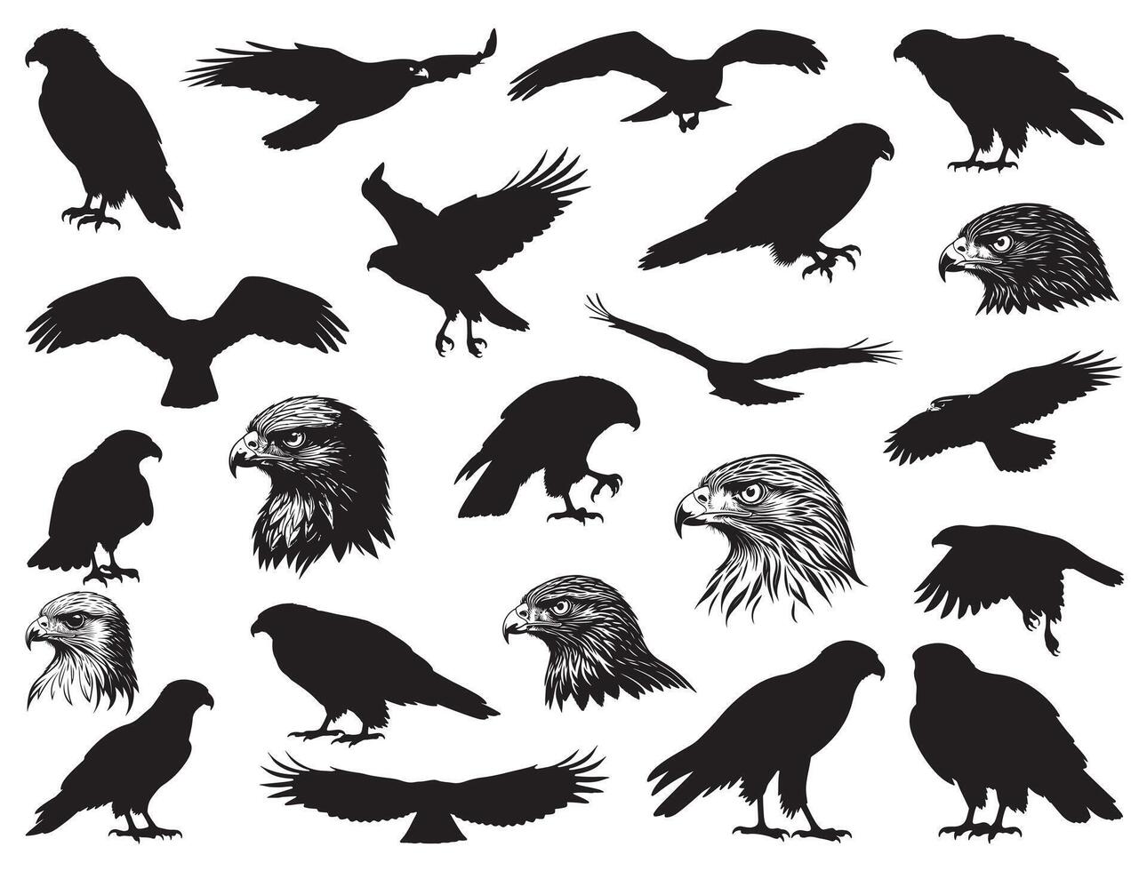 Hawk birds silhouette white background vector