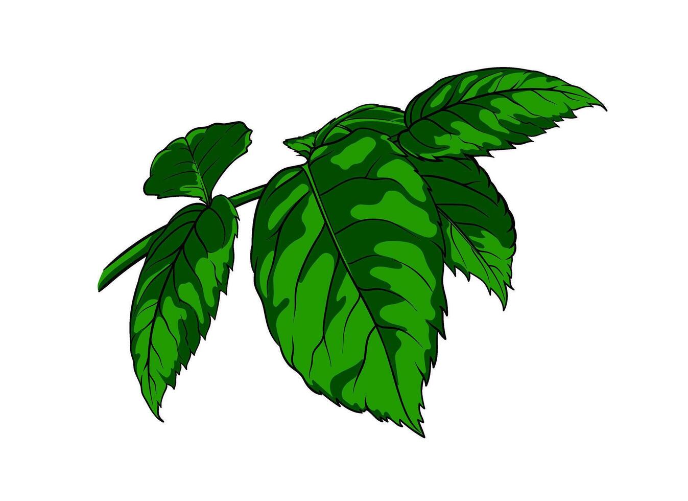 Green rose flower leaf, hand drawn botanical element of plant. Minimalistic style. Suitable for decoration and design, logo. vector
