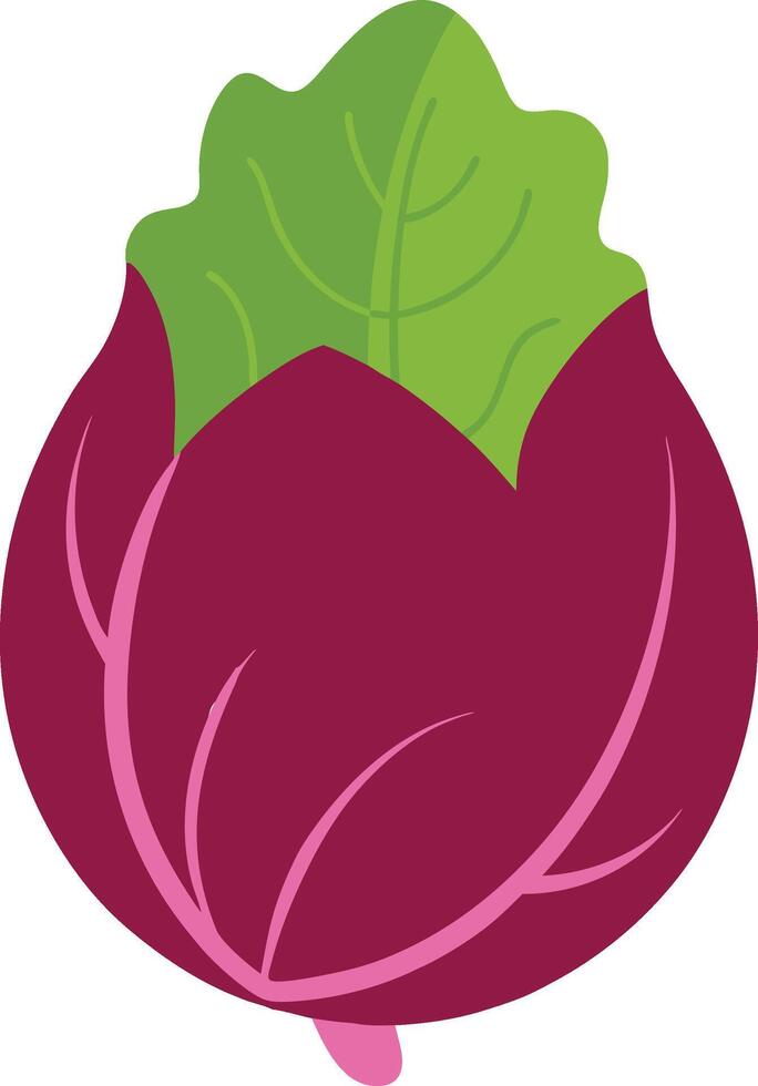 Fresh Green Radicchio Illustration vector
