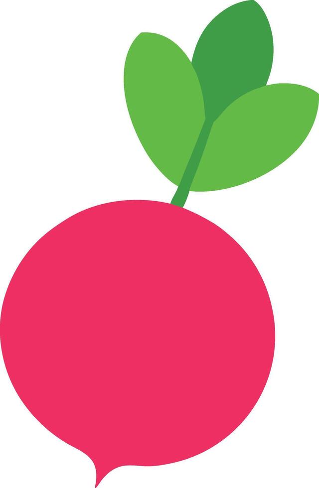 Detailed Radish Illustration for Gardening and Agriculture vector