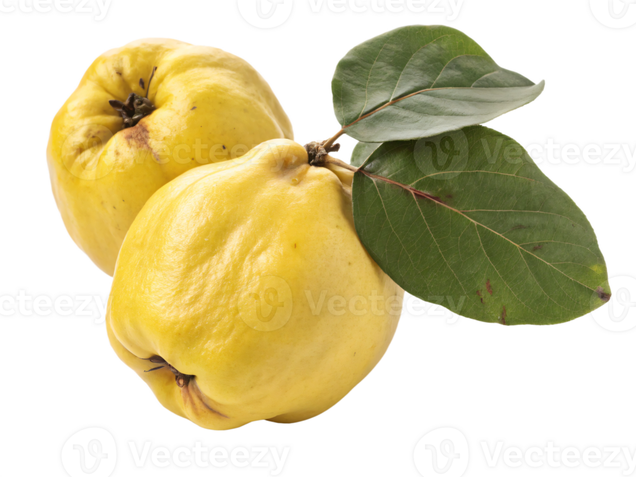 A golden-yellow quince with a smooth, matte skin and a fresh, fragrant appearance. png