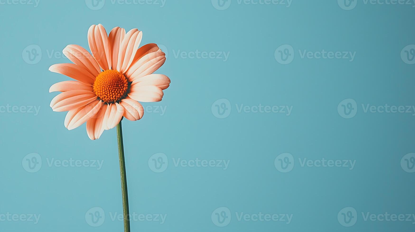 Daisies in spring blue background with copy space. . photo