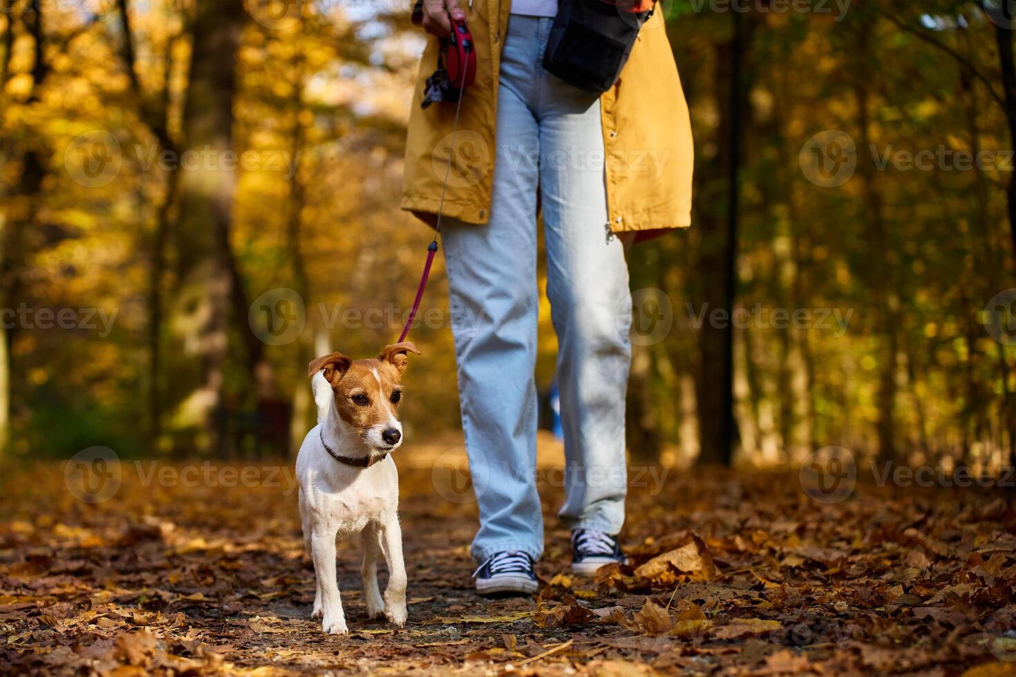 Woman walking with dog in autumn park in sunny day photo