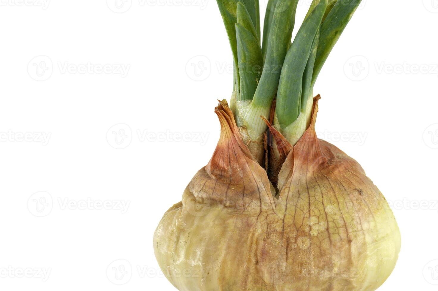Closeup reveals sprouting onion bulb with its papery layers and green shoots emerging from the top photo