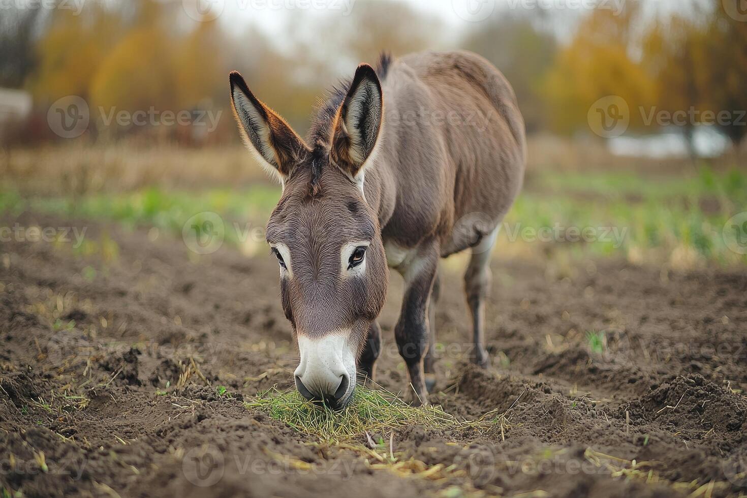 Donkey standing in the grass and looking forward. photo