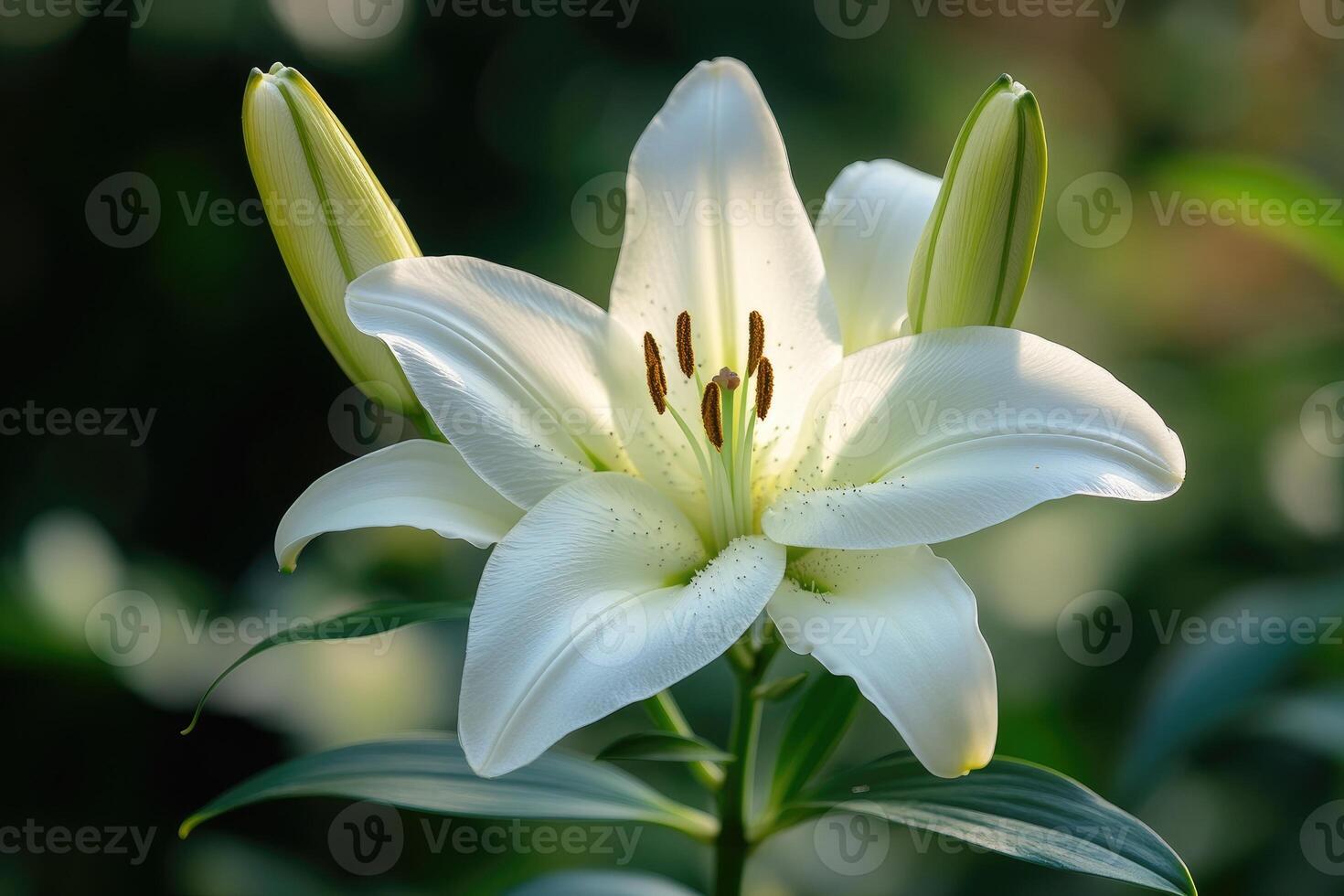 White lily flower blooming in garden with buds and green leaves. photo
