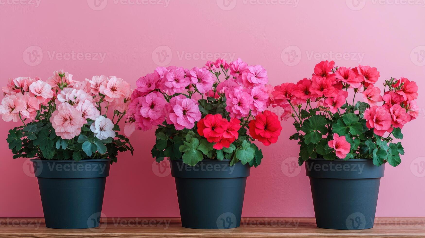 Blooming calibrachoa plants adding a touch of elegance to pink background. photo
