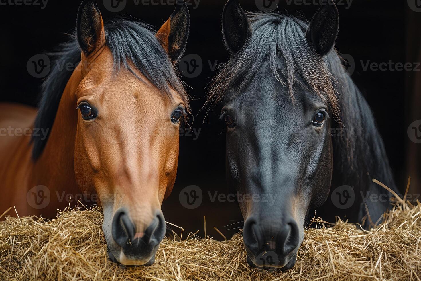 Two horses eating hay in the stable. photo