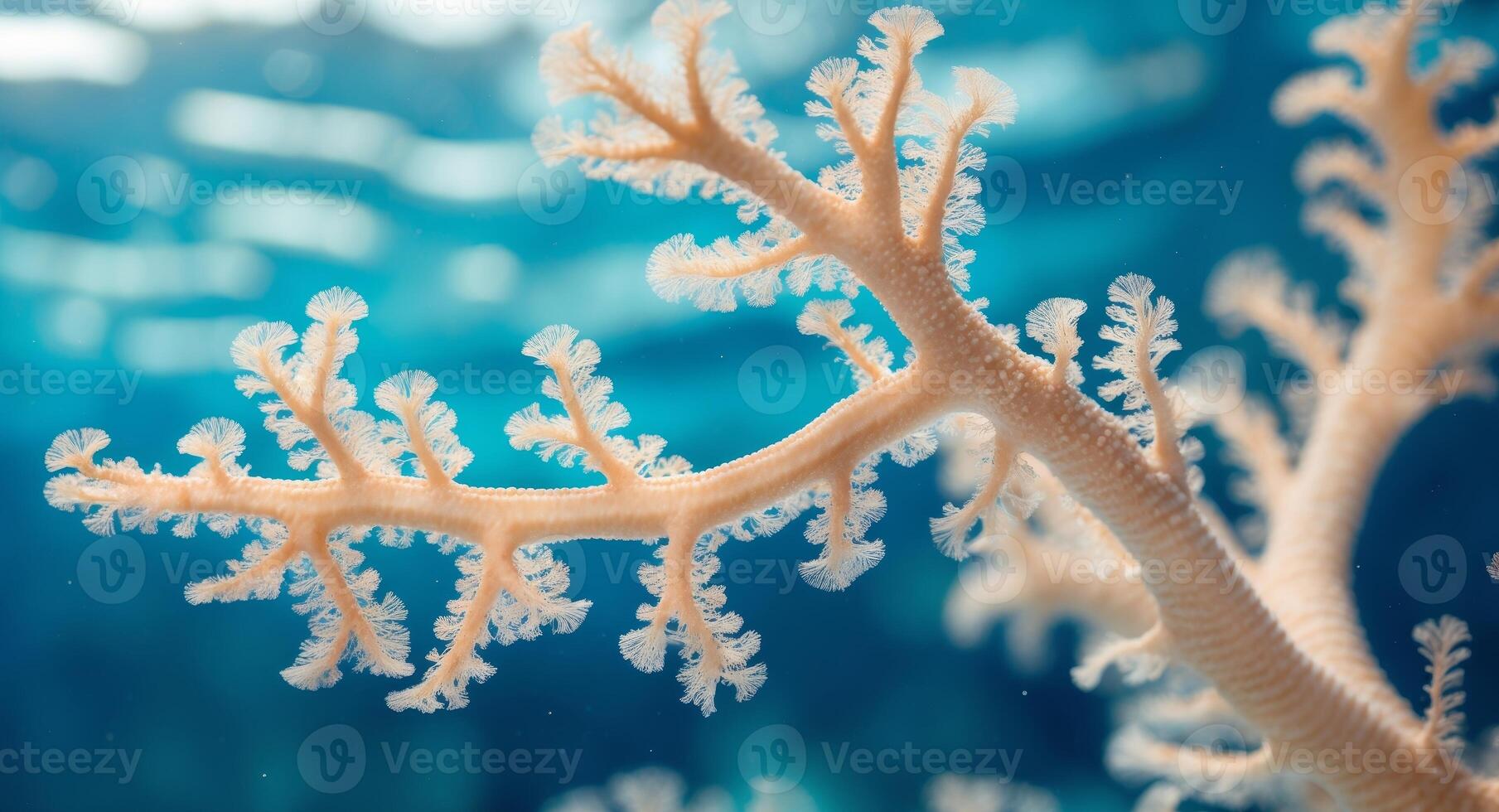 Vibrant Underwater Scene Close Up of a Beautiful Light Beige Coral Branch in Clear Blue Ocean Water photo
