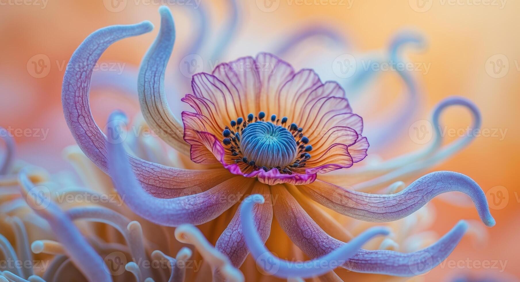 Vibrant Anemone Close Up on Blurred Orange Background photo