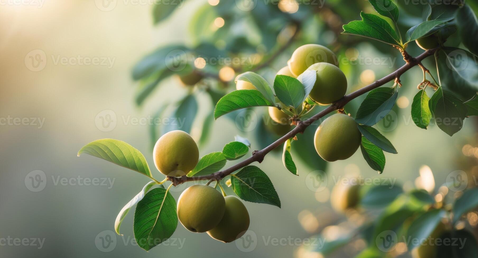 Lush green branch with unripe fruits in natural sunlight. photo