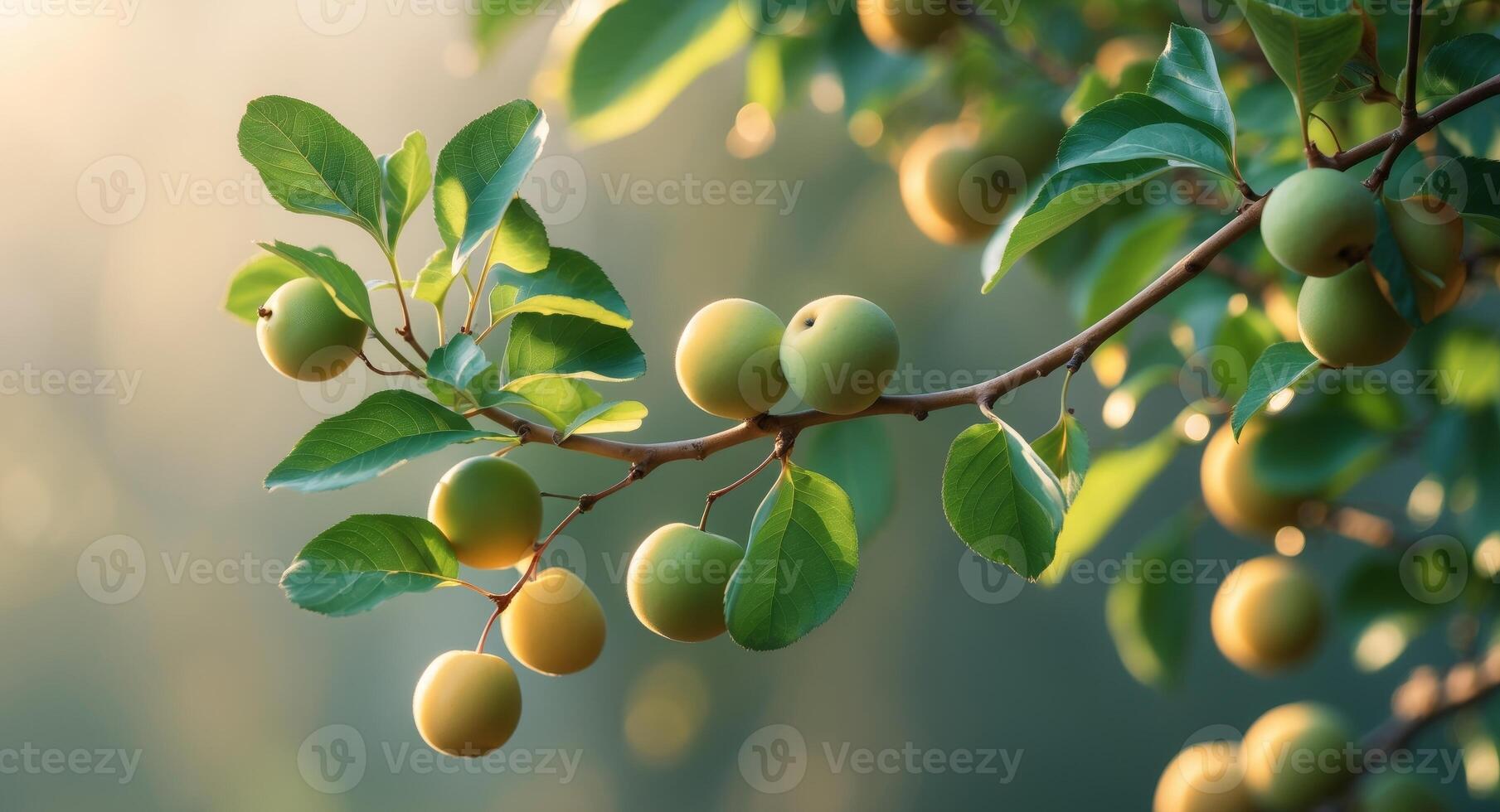 Lush green branch with unripe fruits in natural sunlight photo