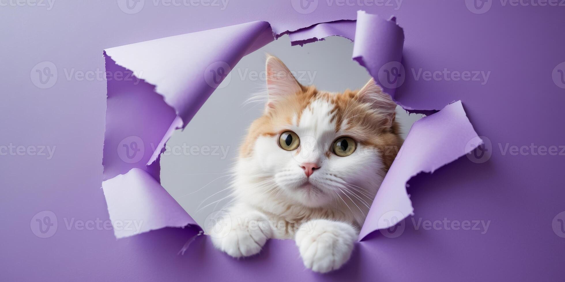 a cute white and ginger cat looking through a ripped hole in a purple paper banner with copy space photo