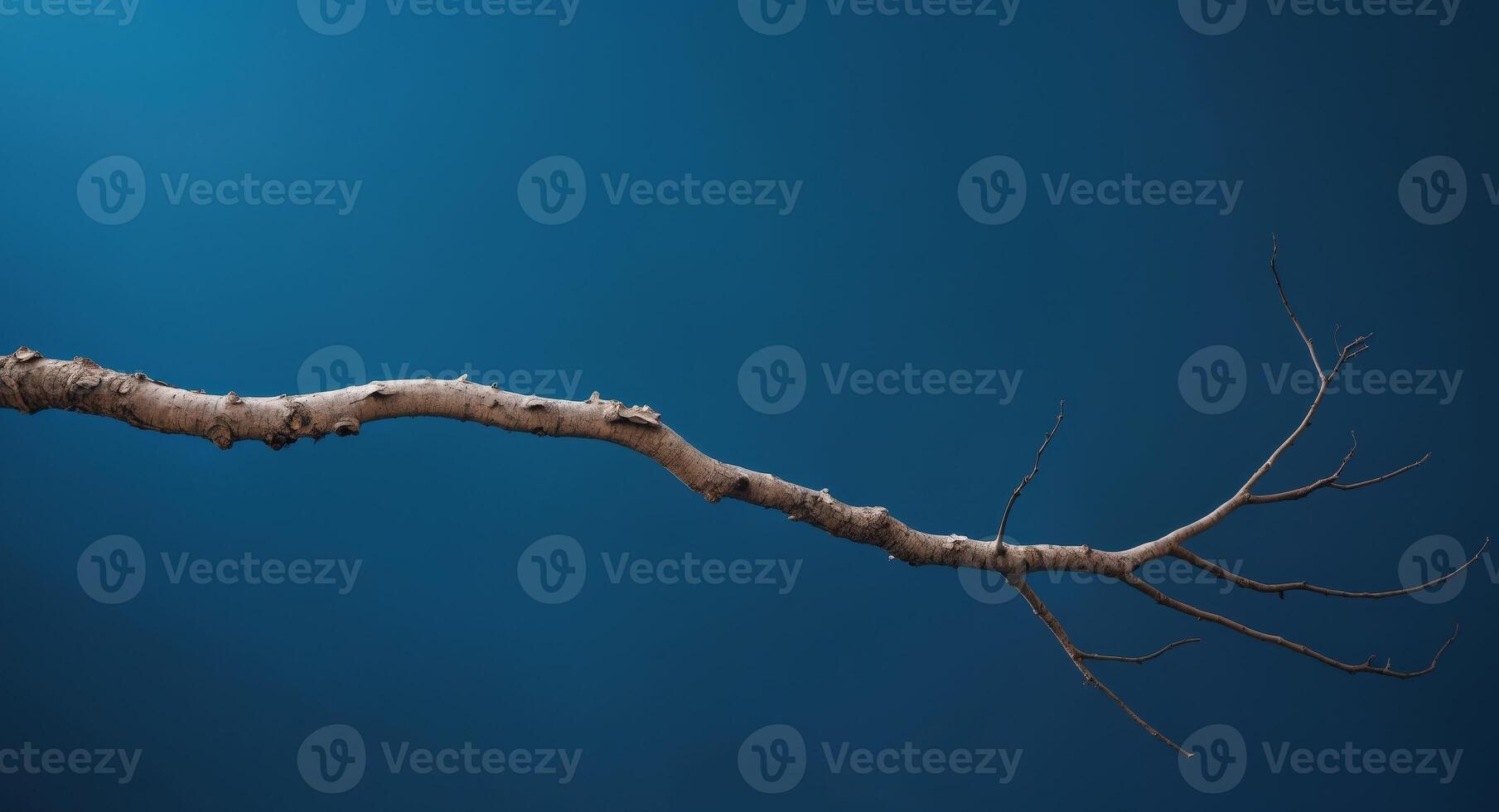 A blue background with a tree branch in the foreground photo