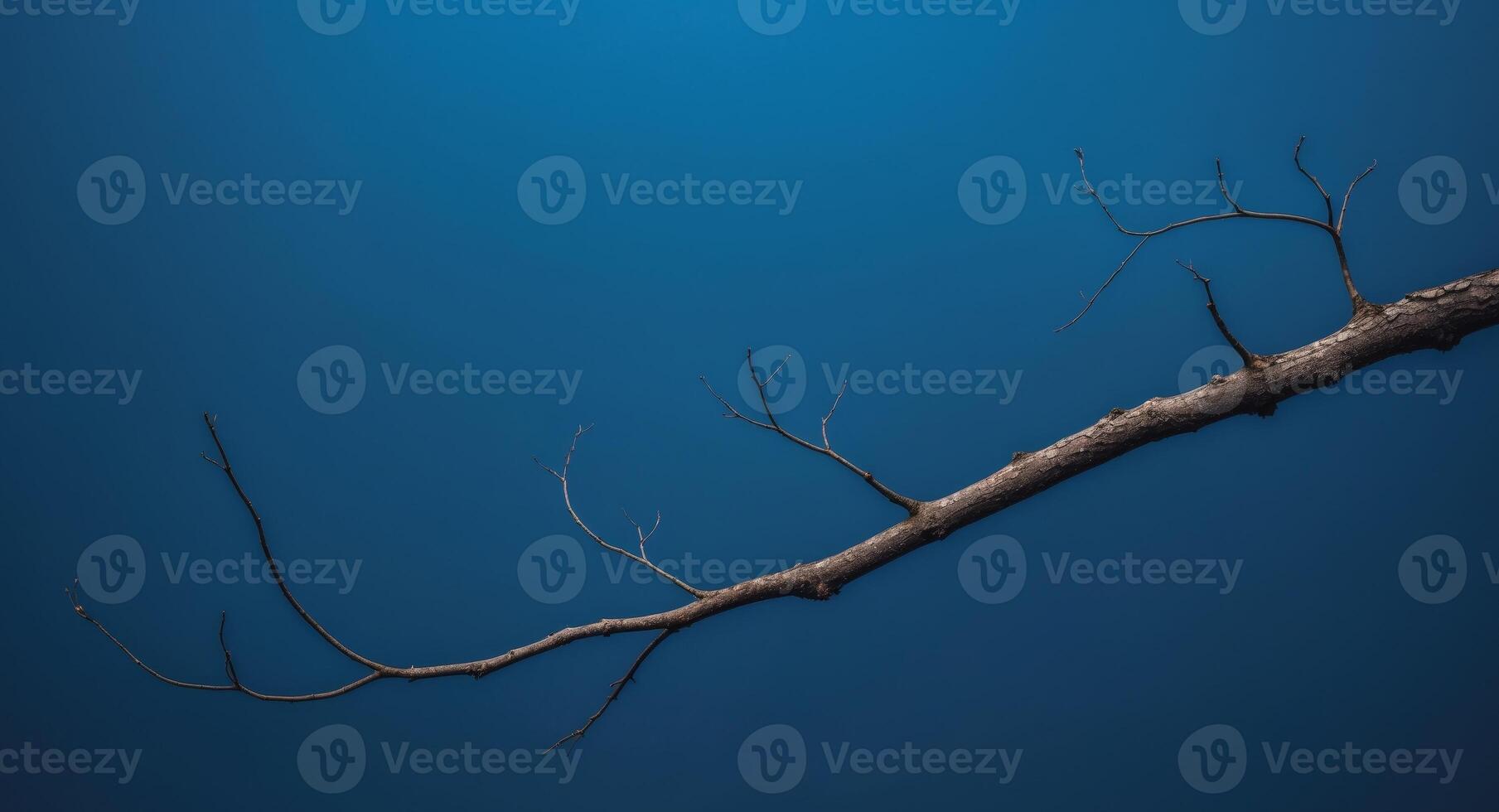A blue background with a tree branch in the foreground. photo