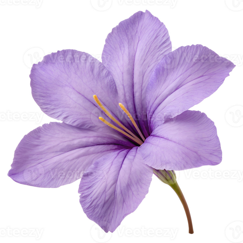 Purple Flower Close-Up png