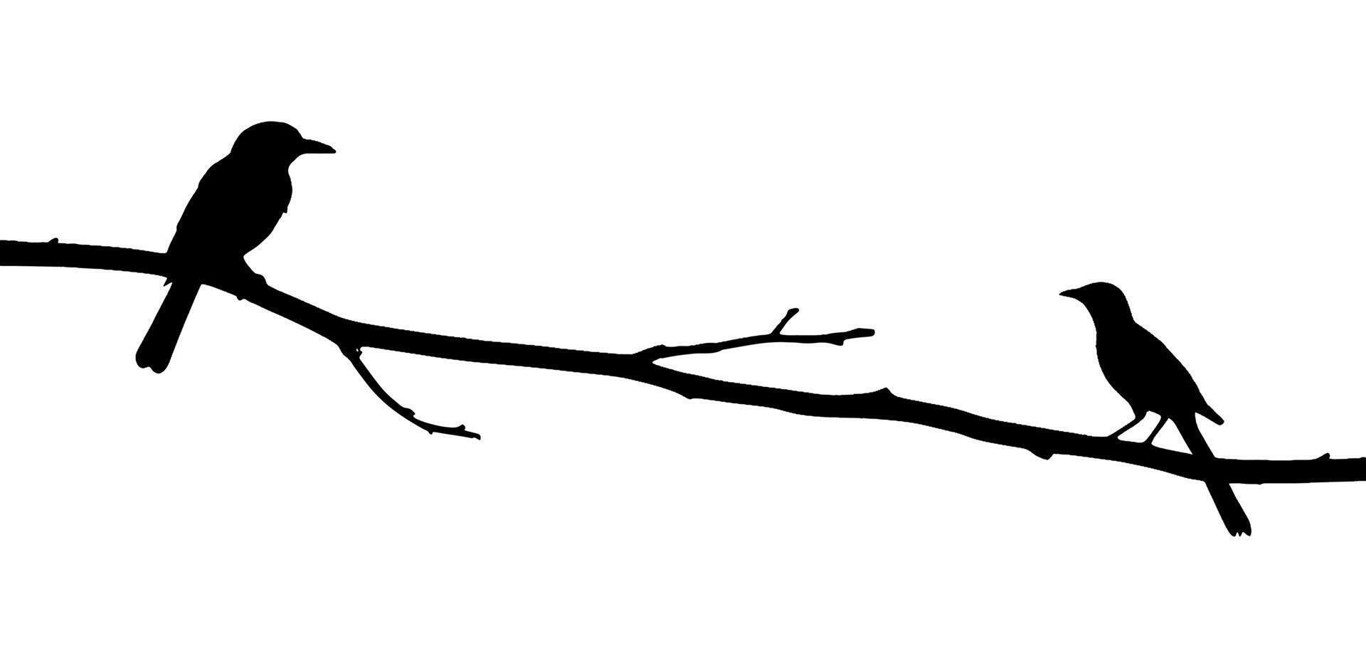 Birds on a branch silhouette illustration on white vector