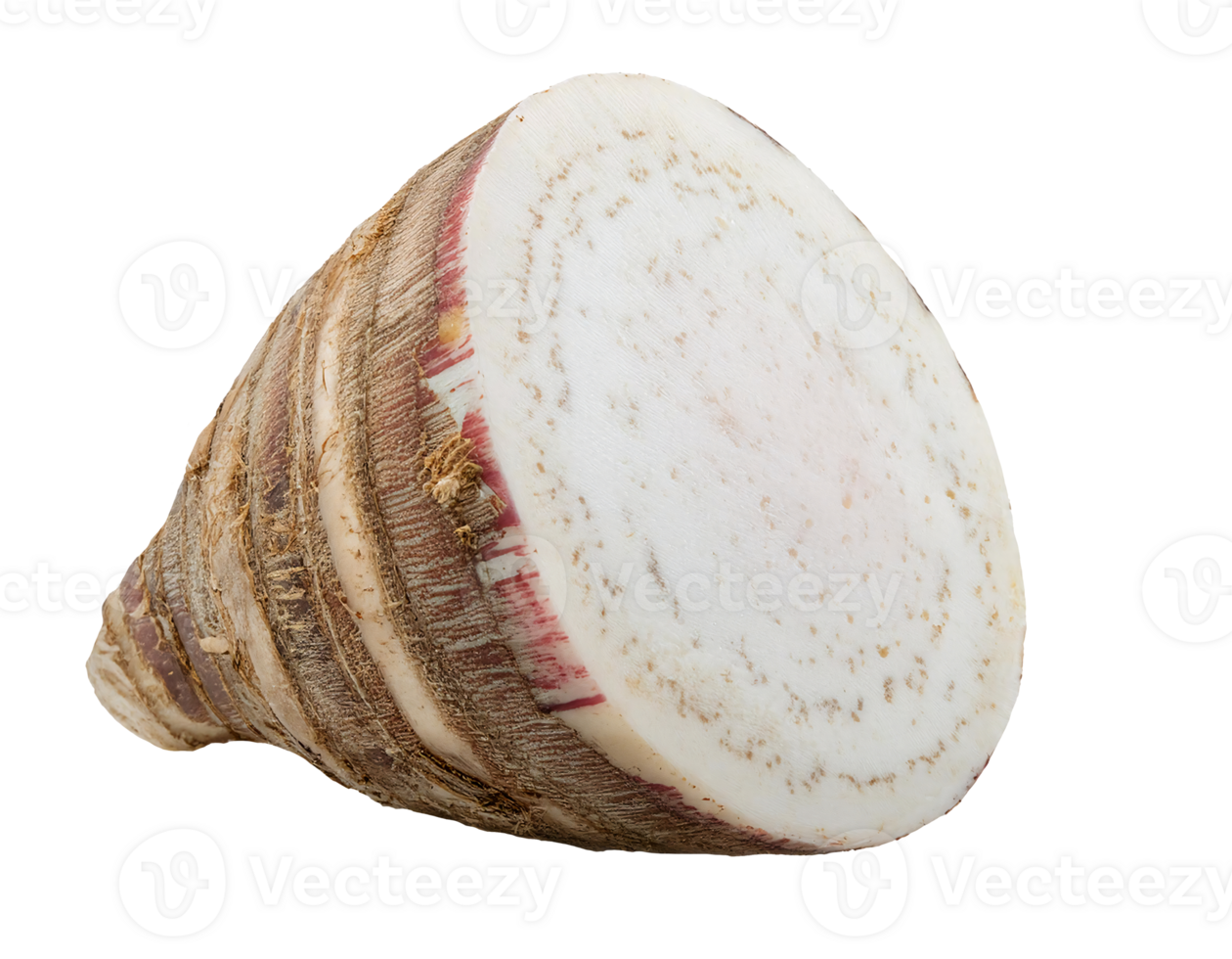fresh taro root with sliced cross-section showing white starchy texture on isolated background png