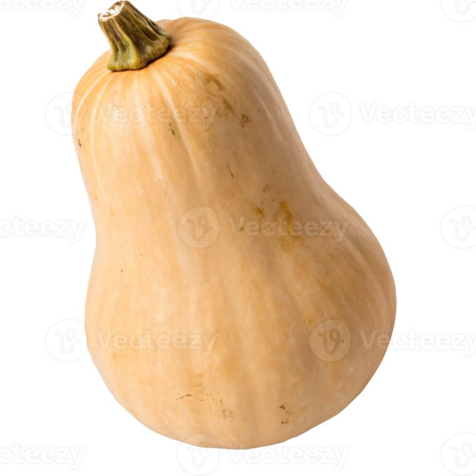 A tan butternut squash with a smooth, matte skin and a bulbous shape. The vegetable is fresh png
