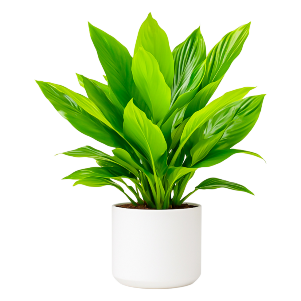 A Lush Green Indoor Plant in Modern White Pot for Home Decor png
