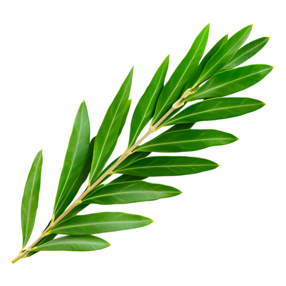 Fresh Green Leaves on Branch with Natural Bright Background png