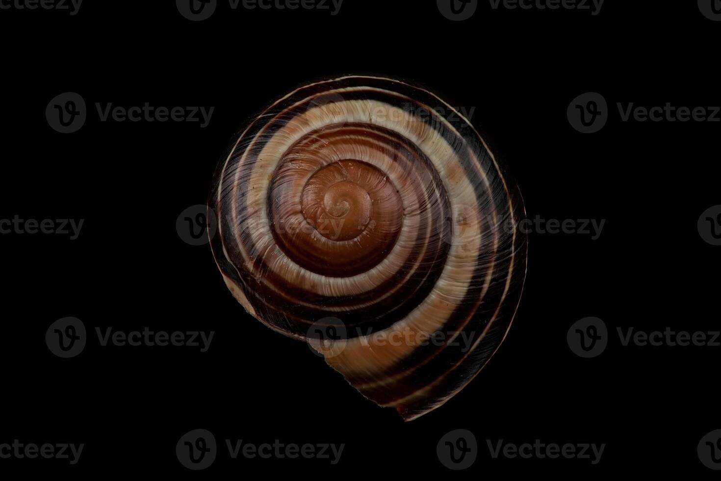 Grove snail shell closeup image photo