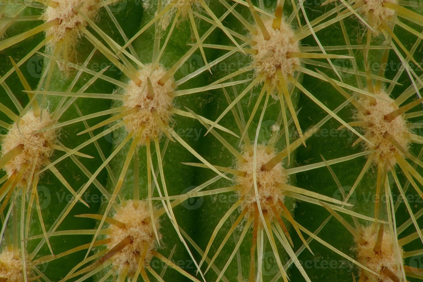 Cactus, cacti 2by1 macro image photo