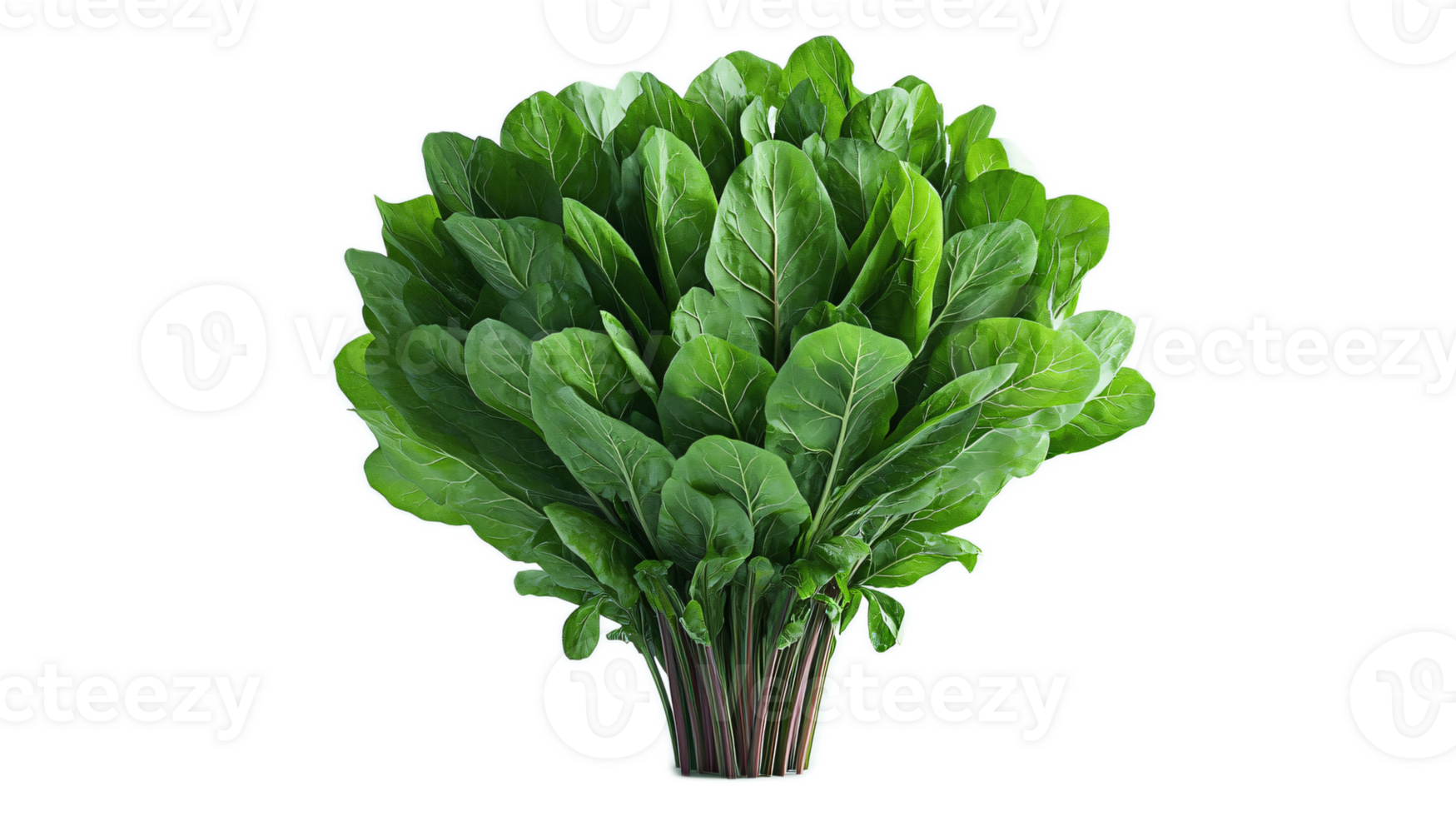 Fresh Green Spinach Bundle with Vibrant Leaves Perfect for Healthy Recipes png