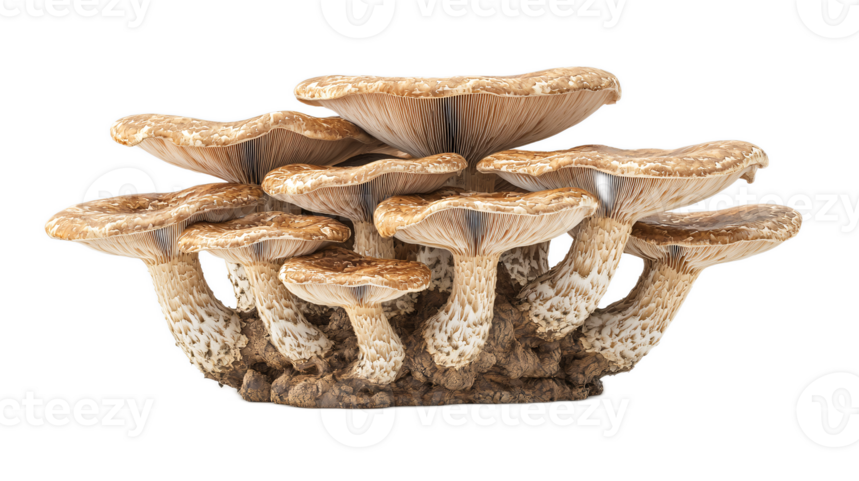Multi-layered mushroom cluster displaying detailed textures and unique shapes png