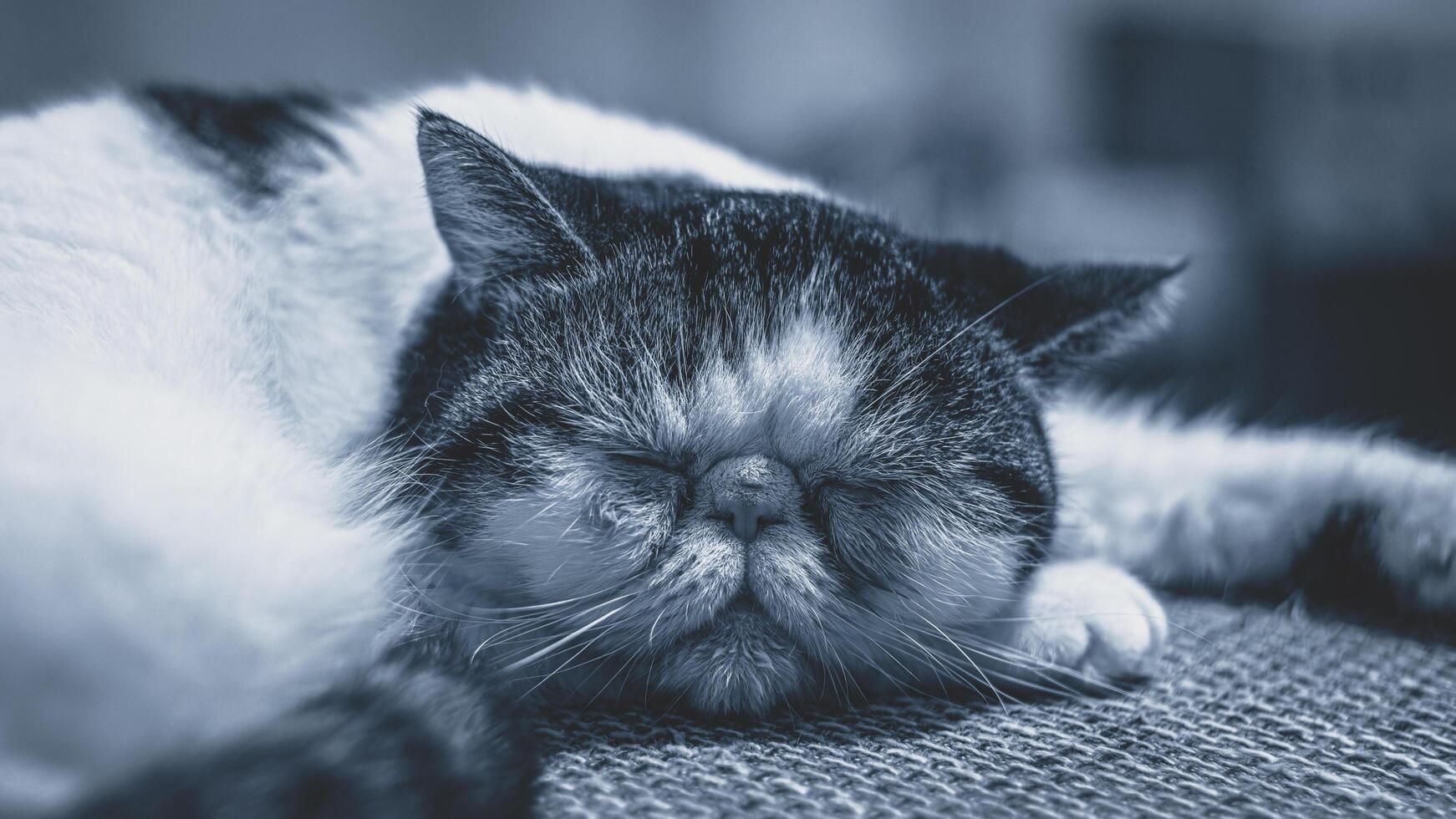 A cat sleeping on a couch photo