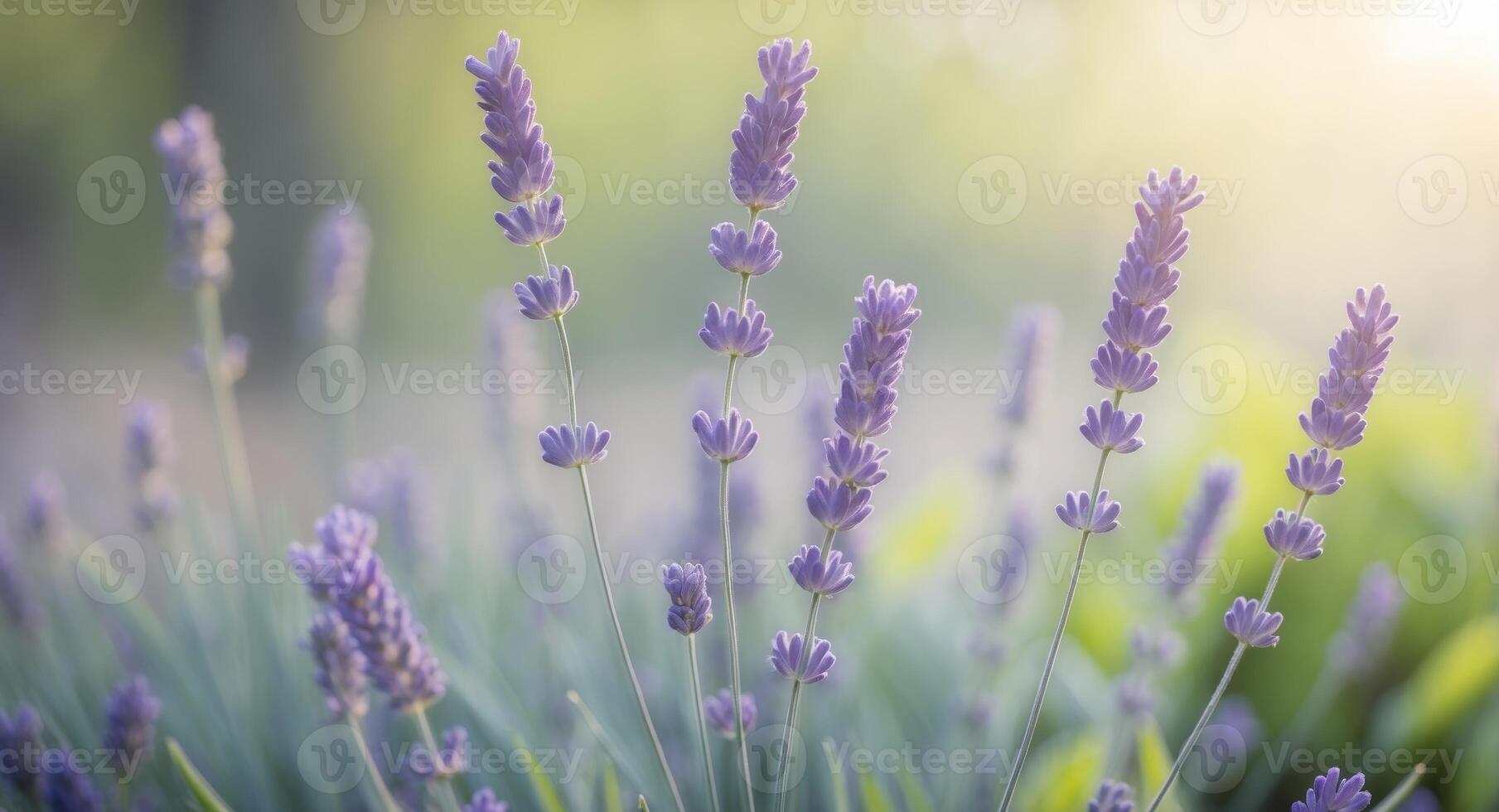 Lavender blooms in sharp focus with gentle spring sunlight and greenery photo