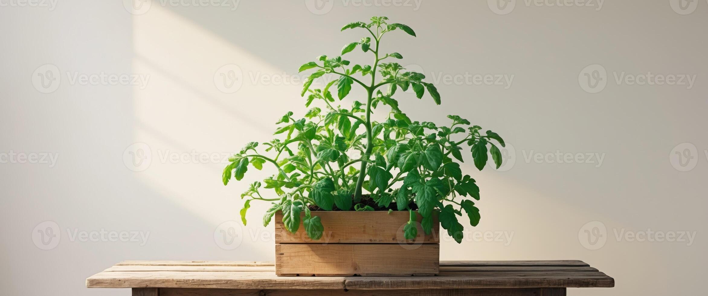 Green Tomato Plant in Wooden Box on Table with Blank Space for Text Background in Natural Light. photo