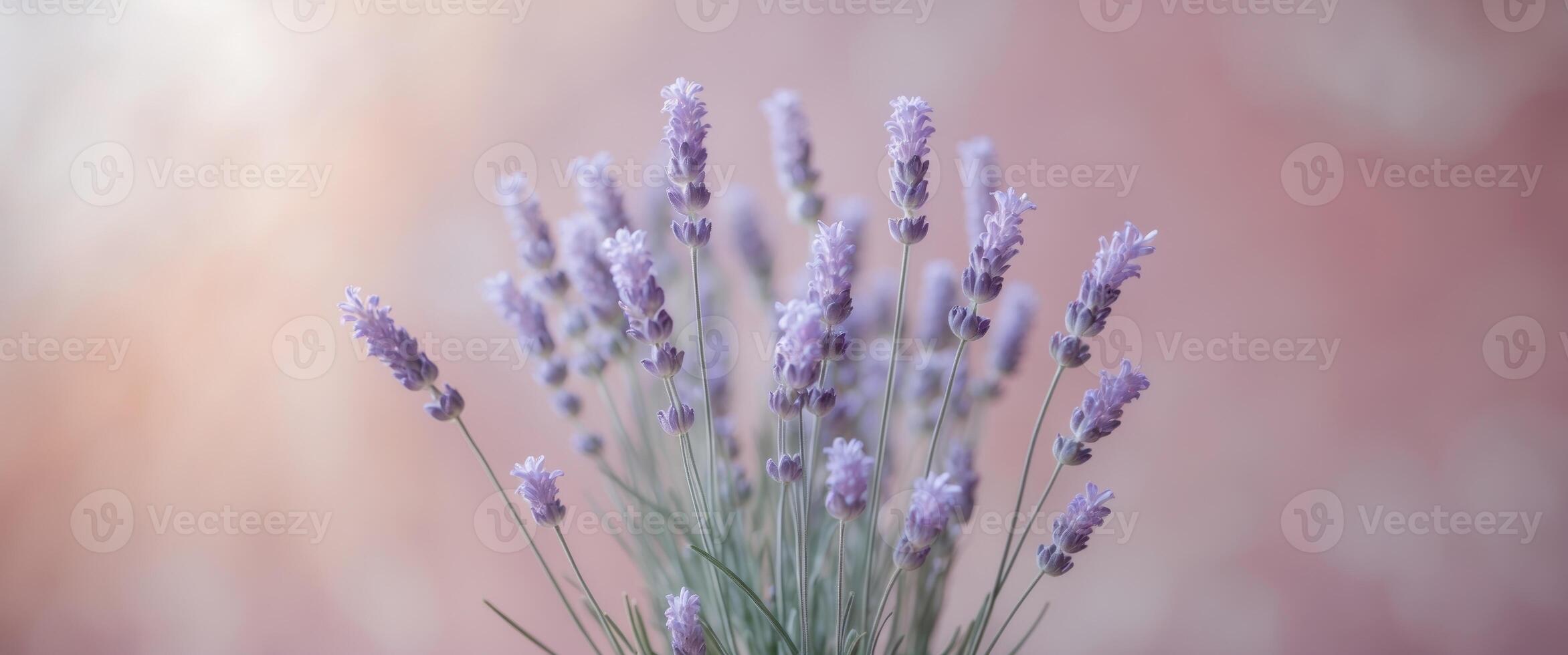 Soft Lavender Flowers on a Delicate Pink Background for Design. photo