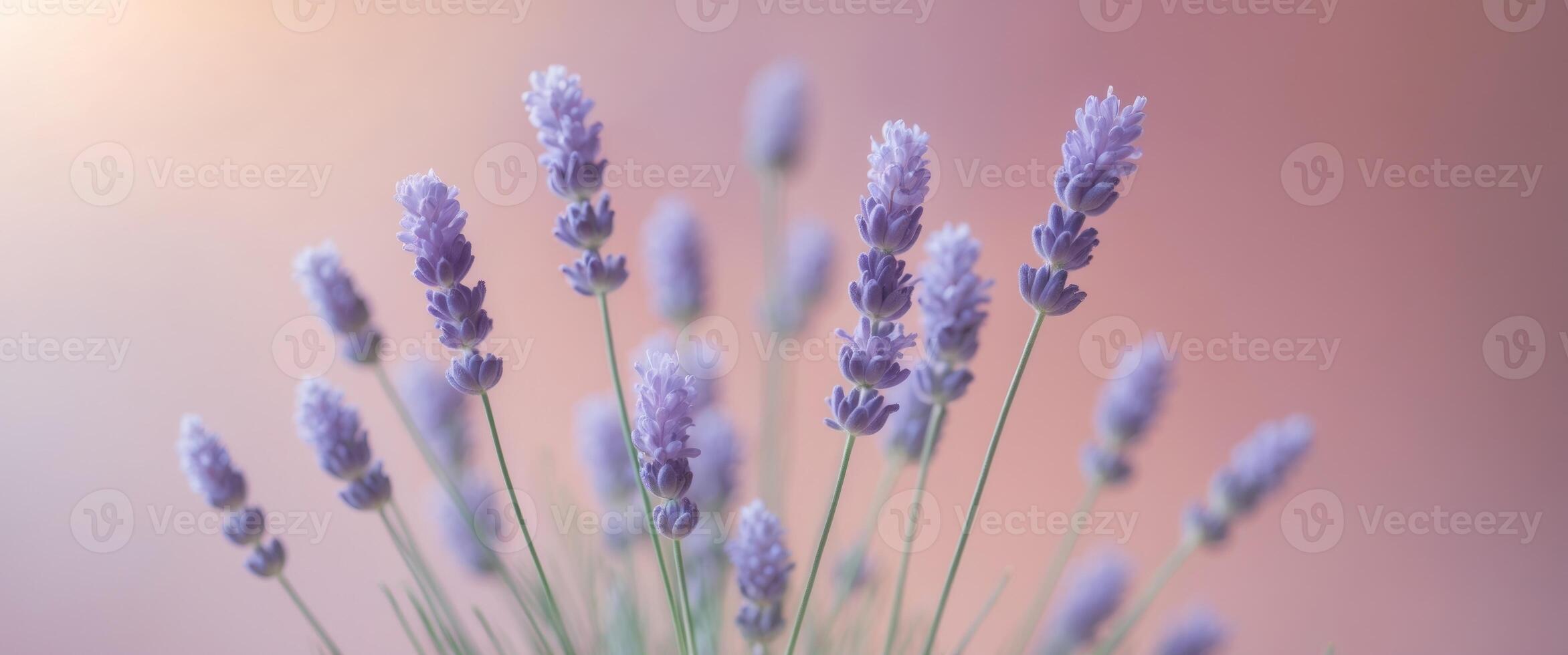 Soft Lavender Flowers on a Delicate Pink Background for Design photo