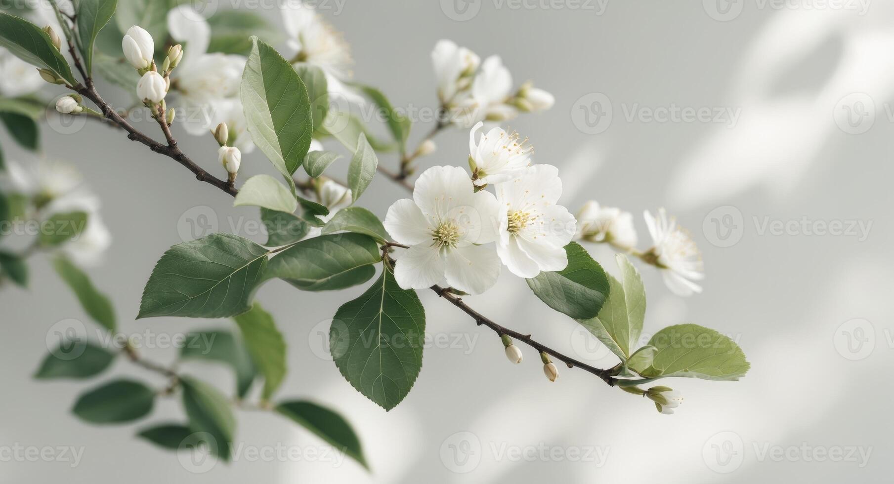 close up of white blossoms on a branch with leaves. photo