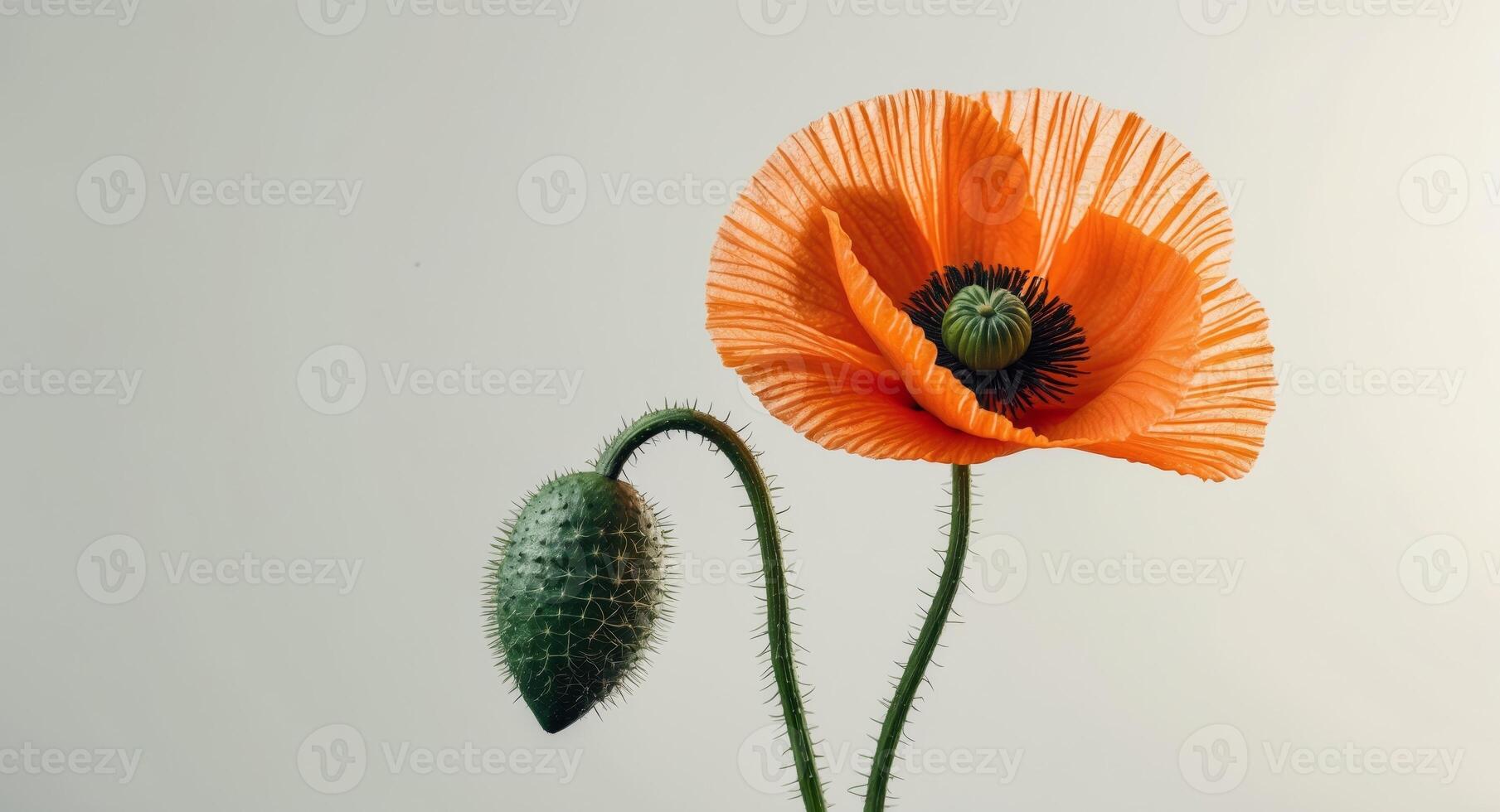 close up of an orange poppy flower with a seed pod. photo