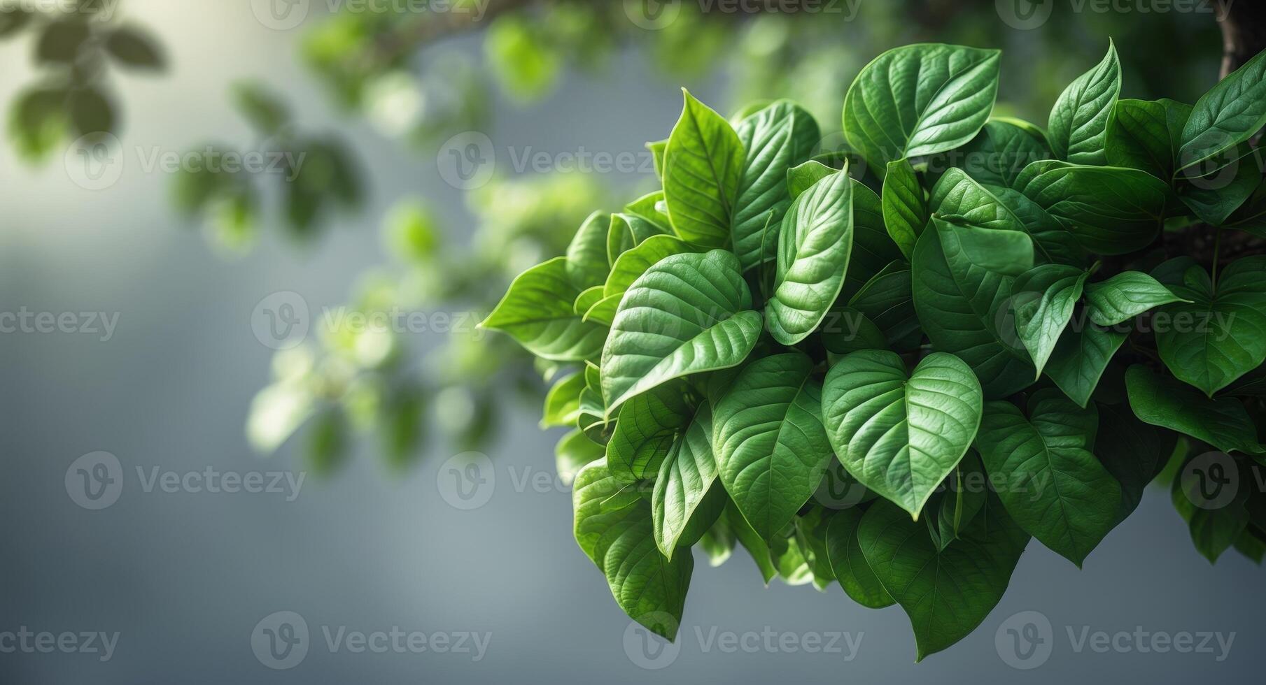 a close up of a bunch of green leaves on a tree photo
