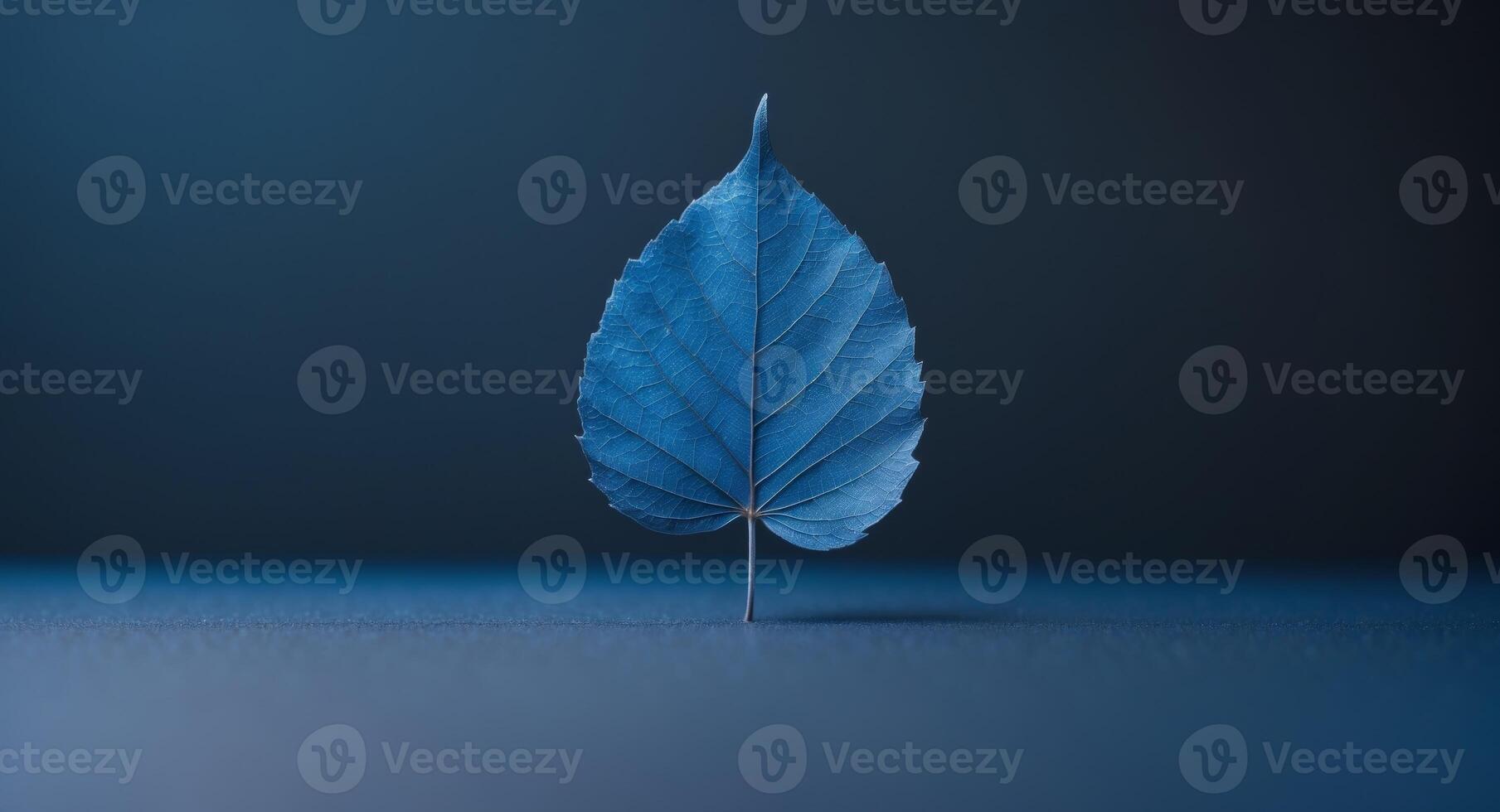 A close up of blue leaves with a dark background. photo