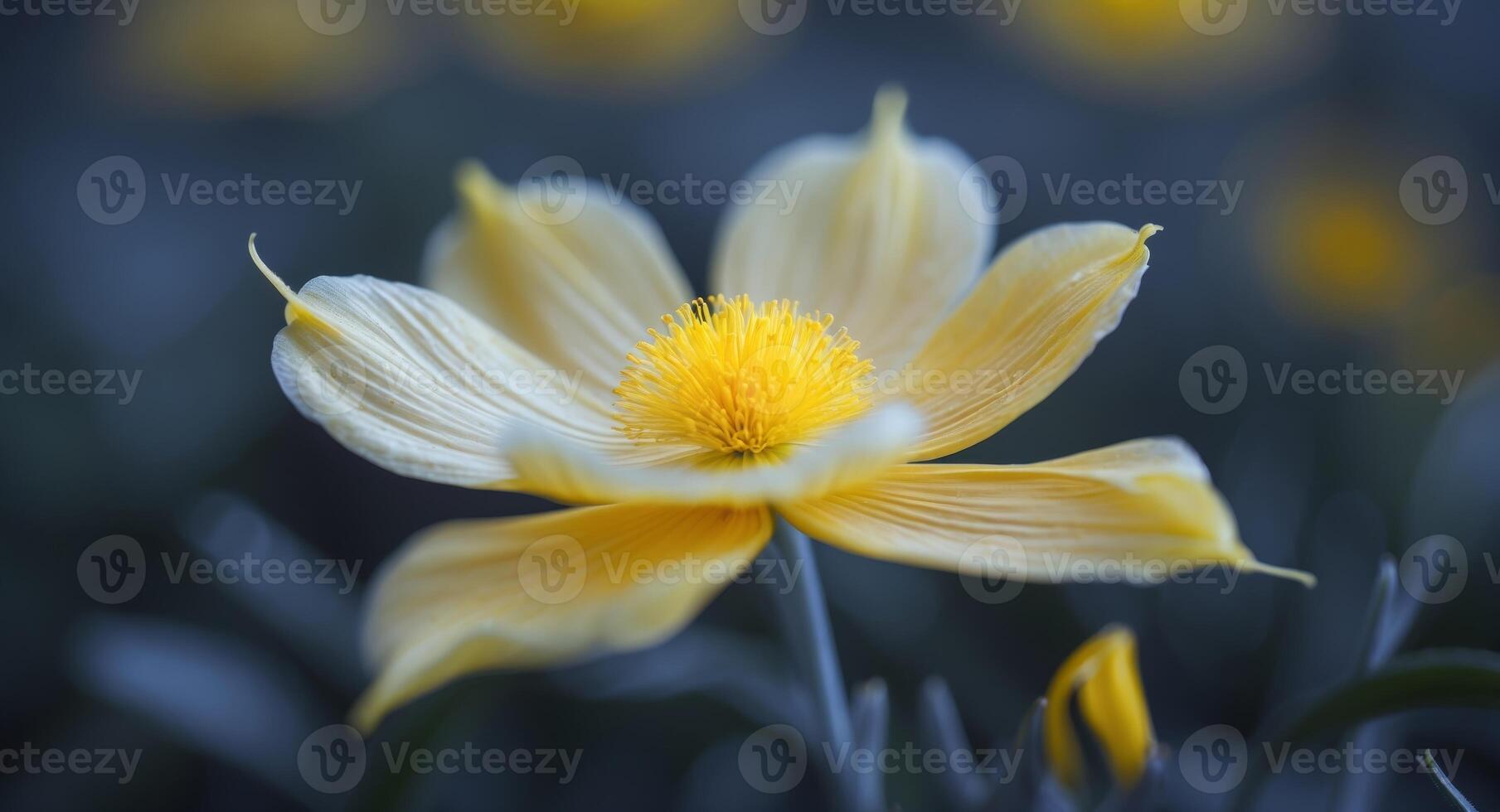 A close up of a flower with a yellow center and yellow petals photo