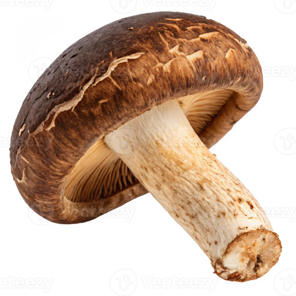 A fresh shiitake mushroom with a dark brown, textured cap and a sturdy stem. png
